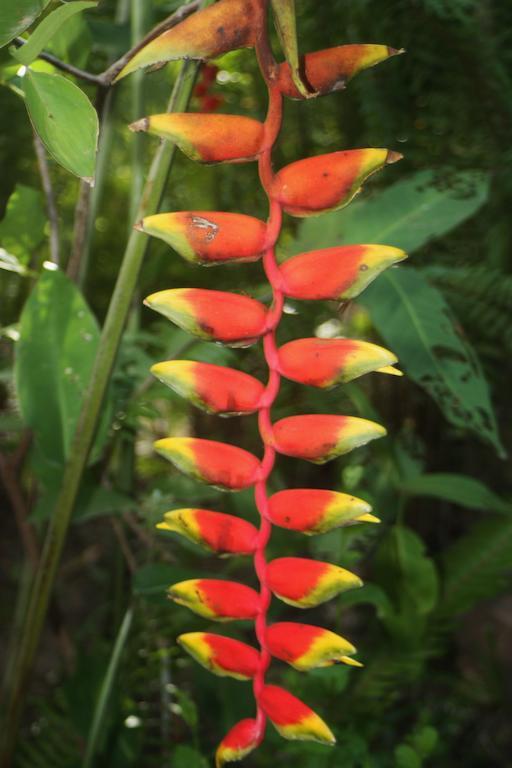 Botanica Hotel Kep Luaran gambar